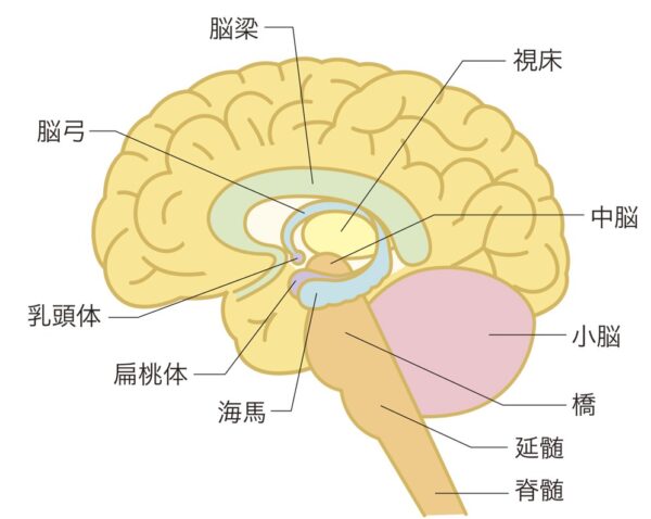 脳の部位